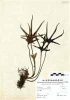 藏品(槭葉石葦)的圖片